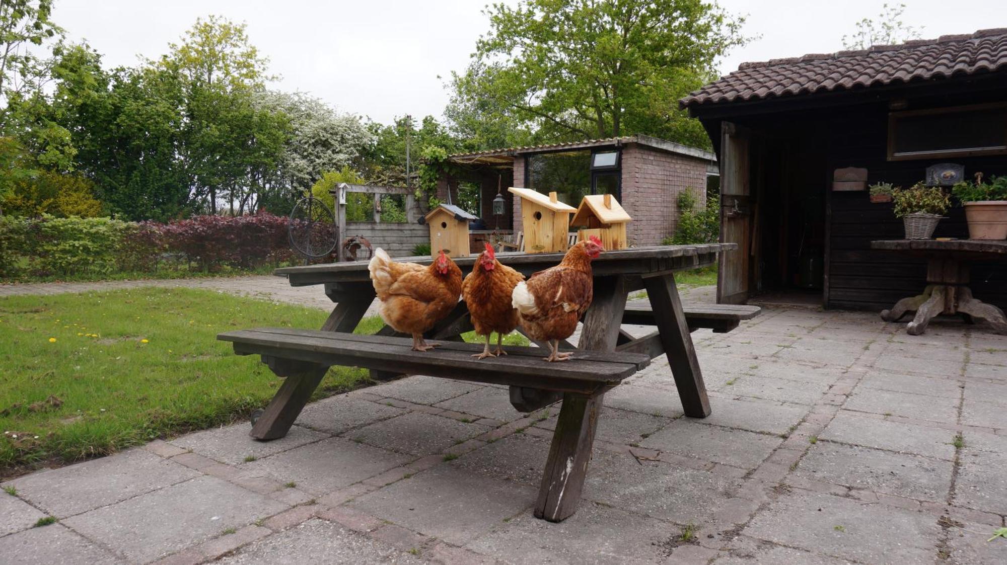 Bed And Breakfast Het Schapenlandje Waarland Dış mekan fotoğraf